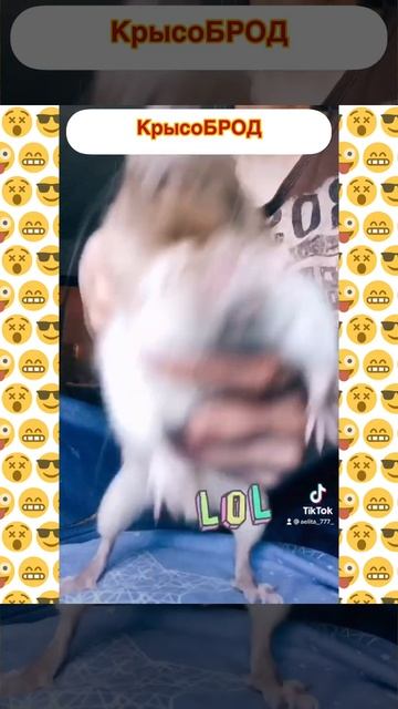 КрысоБРОД из кРЫсКи ИрИсКи