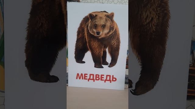 Животные и птицы