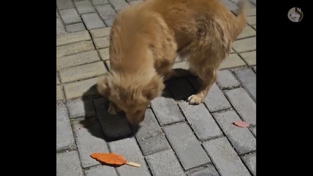 The dog got lost when his owner moved and lived on the bridge, waiting for him to pick him up