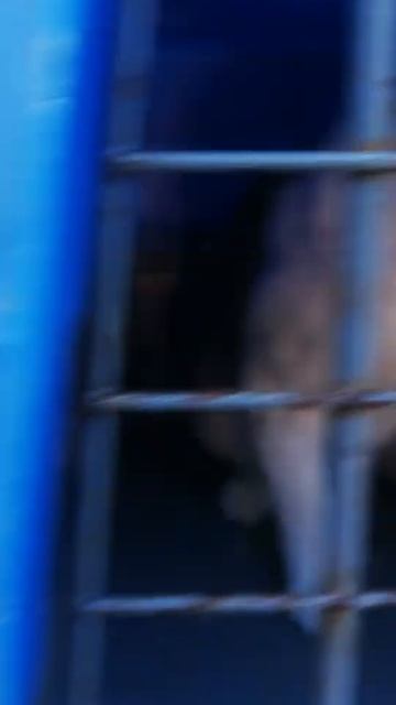 Esterilizando A Mis Gatos