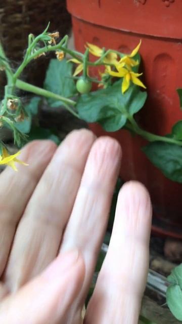 Овощи на открытом балконе