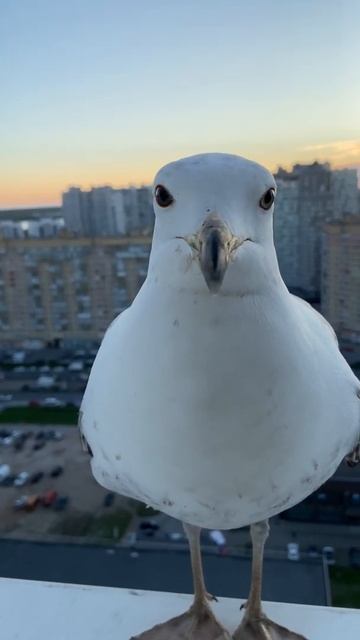 Прикольная чайка