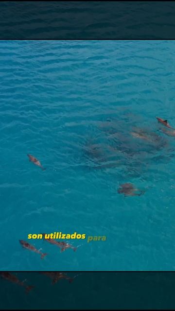 Curiosidades De Los Delfines Part 2: #curiosidades #curiosidadesnaturales #animalesasombrosos