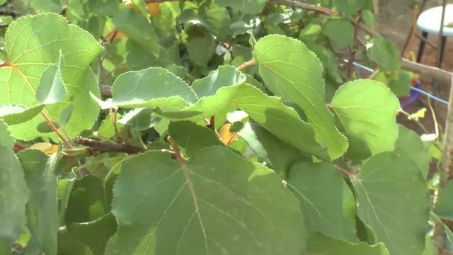 Apricot Tree - Growing, Care, Protect & Harvest Fruits