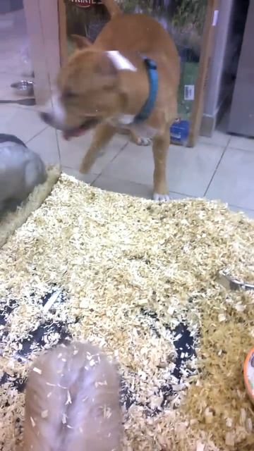 стафф в зоомагазине