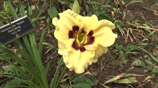 Hemerocallis ´Siloam Doodlebug´