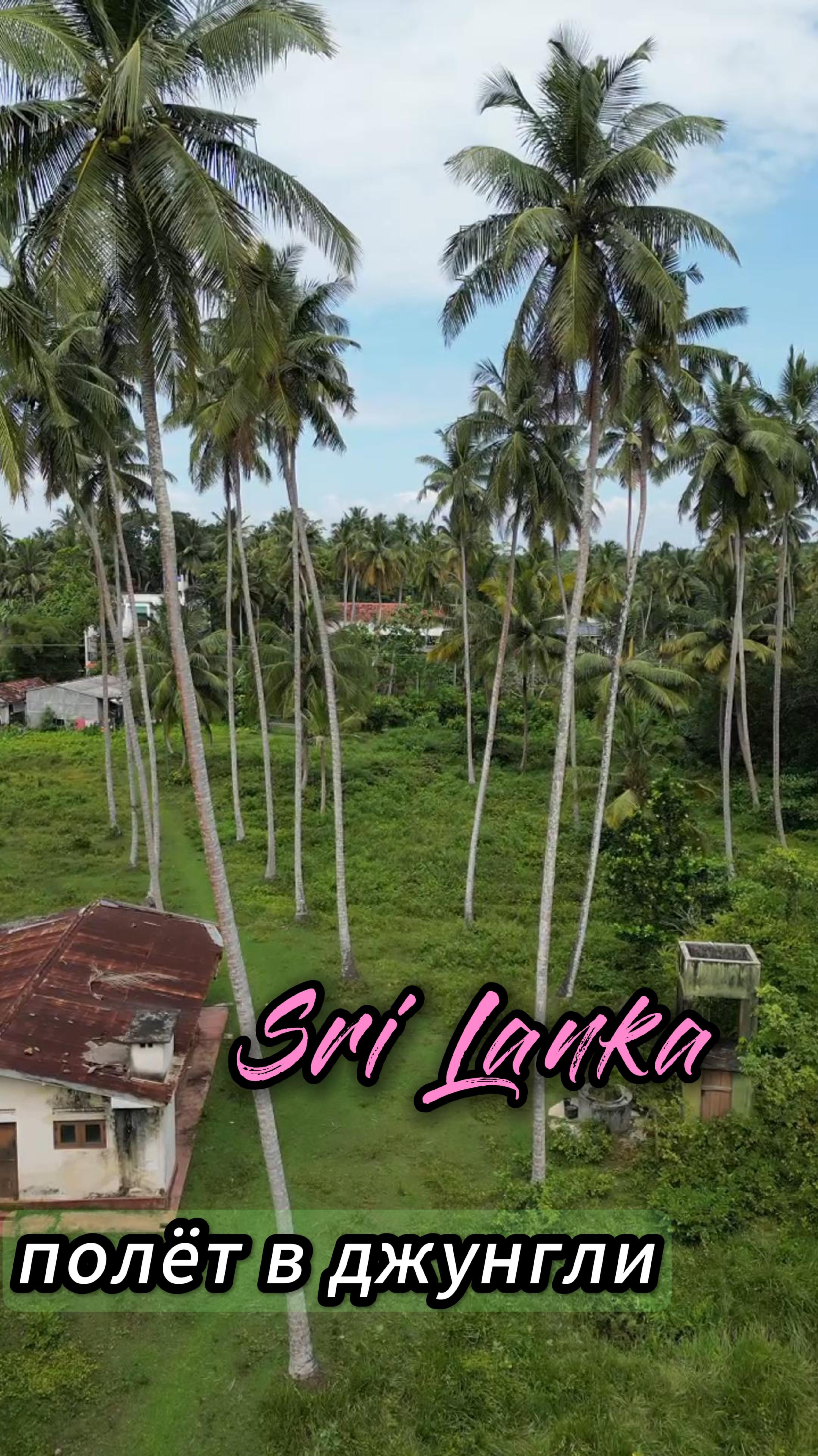 Такая красота за нашим отелем. Шри Ланка