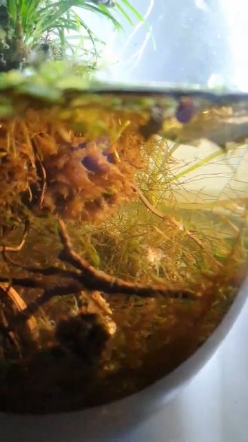 5 Month Old Ecosphere | First Day: 09.01.2022