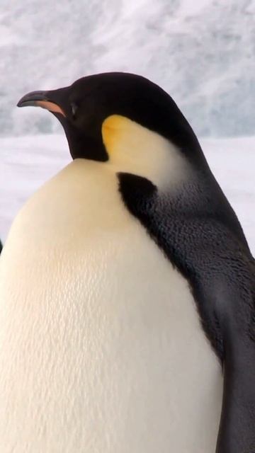How Tall Is An Emperor Penguin? #shorts