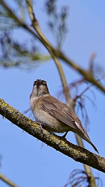 Garden Warbler Singing At Blashford Lakes In Hampshire Today 30/04/24 #shorts
