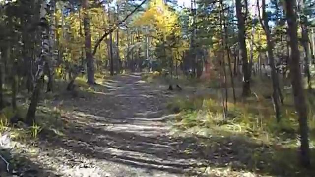 лес, осень, тишина