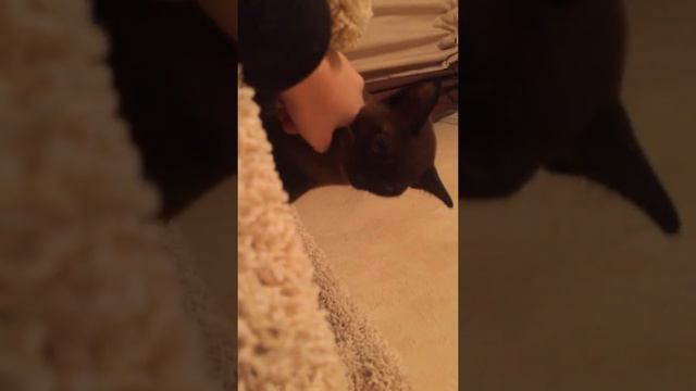 Мы купили нового питомца?