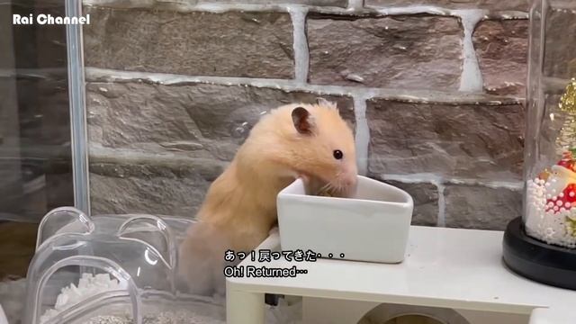 クリスマス仕様【ハムスター】キンクマ