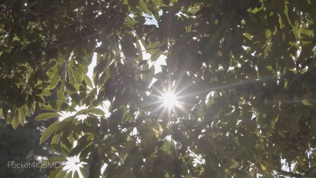 Venice Beach LUTS / Blackmagic 4K / 6K / UMP