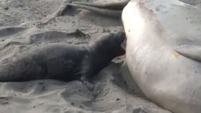M&M ELEPHANT SEALS EPISODE TWO