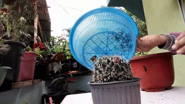 Transplantando 5 Platitas De Poca Humedad  🍃