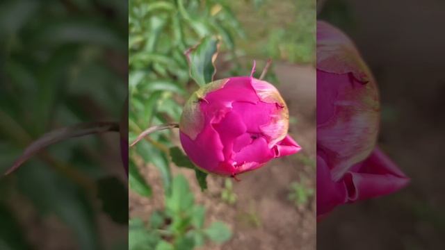 Воспоминания ушедшего дачного сезона 2022г.