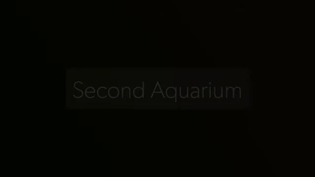 Goldfish Aquarium On TV Using Chromecast