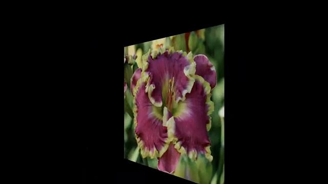 Daylilies Due 2016 Video