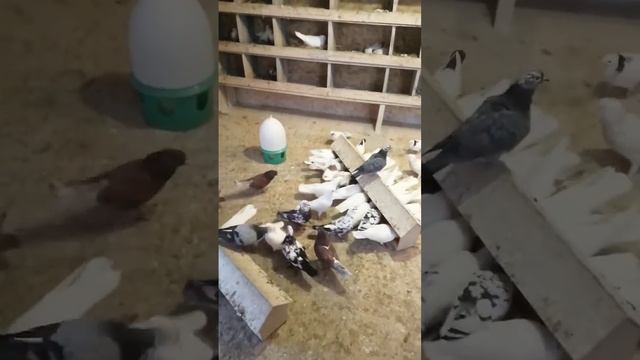 Бойные Голуби