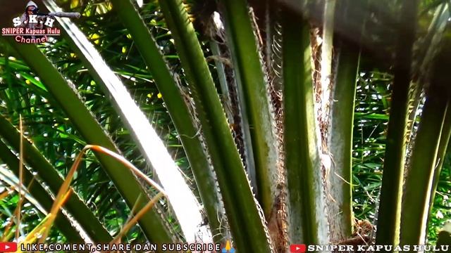 Berburu Tupai 🐿️di Kebun Kelapa Sawit