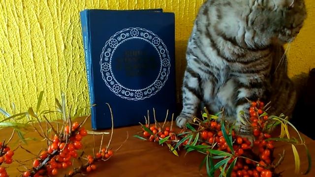 Кот и облепиха