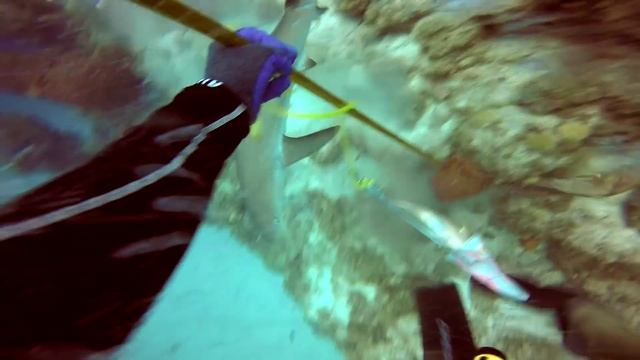 John Mirabella & Amanda Couturier_Spearfishing_ Shark Attack