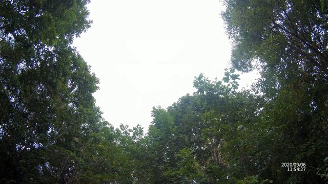 Начало осени 2020 г.