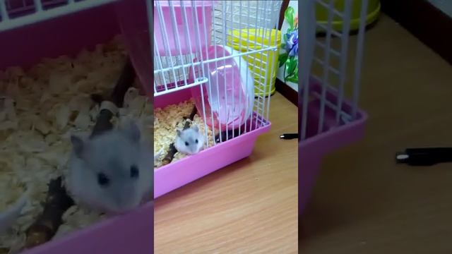 Джунгарик по клички: Пряник!