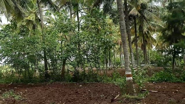 9110698898 Hey Guys We Have 4.01Acre  Pure Agriculture