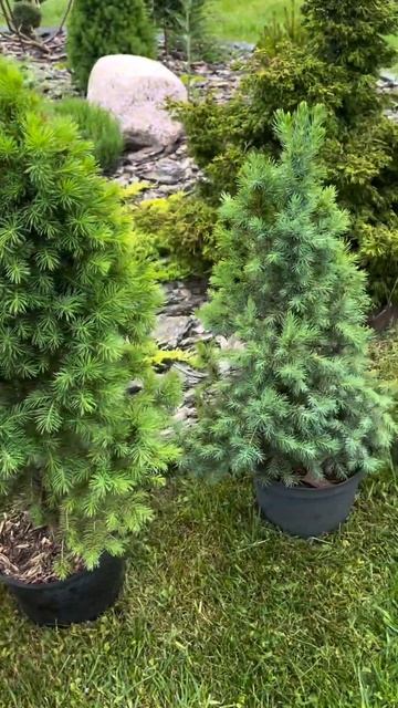 Магазин растений SADOVAYA_BY – выращивание хвойных, лиственных, гортензий.