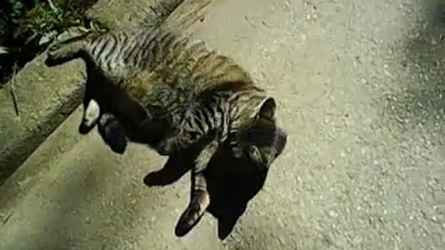 ПрОсТо ВиДоС - Кета на прогулке [24.05.2022]