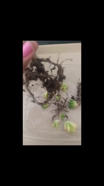 #short Haworthia Retusa Variegada❤️❤️❤️