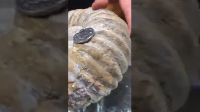 Mantilliceras Ammonite