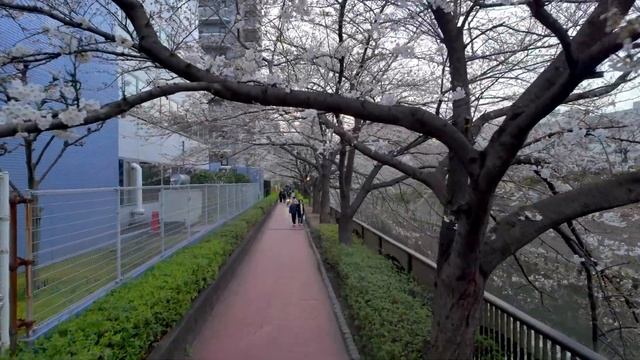 4K60【目黒川の桜】目黒から上流へ 2024 東京 Japan