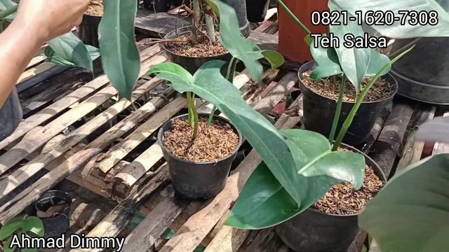 UPDATE TANAMAN HIAS MURAH MERIAH‼️ SEDANG ADA PROMO HARGA