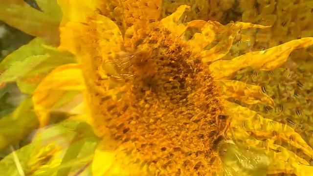 8f3e08ad28fdc3f6d34bc790357631bc