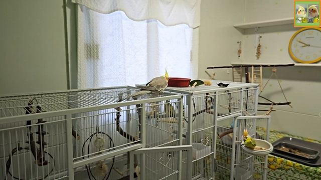 Funny Parrotszotti 508. Life Of Cockatiels And Budgies. Жизнь корелл и волнистых попугаев