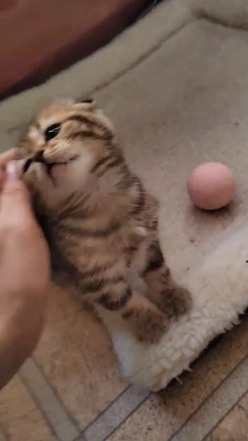 Pride Of Mildred Arthur 😍 #scottishfold#kittens#cat#cuteanimals#animal#котенок#котята#шо ландскийко