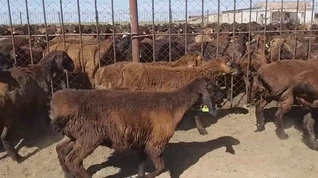 Гиссарские племеные качкоры Кенже Мугалбаева па продажу +77783746203