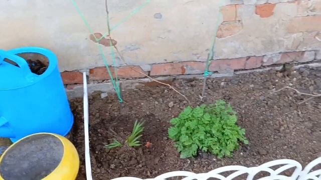 Клумба для цветов, купила цветы, навожу порядок....
