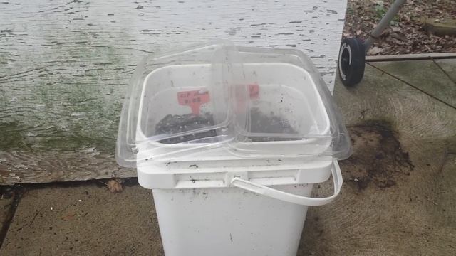 Where To Find No Transplant Winter Sowing Garden Domes - Cloches (NTWS)