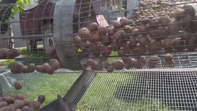 Сортировка картофеля, лето 2020.