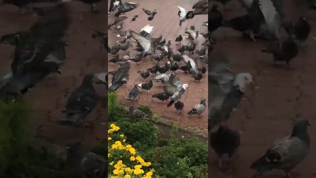 Таджичка торгует насваем