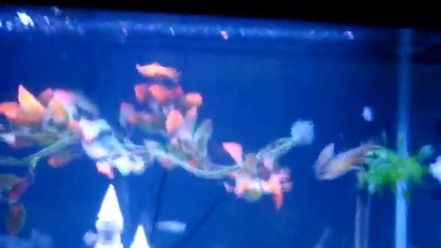 7e499face09514b33a4ef307727eede5