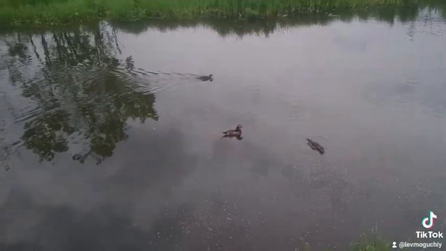 утки мандариновки