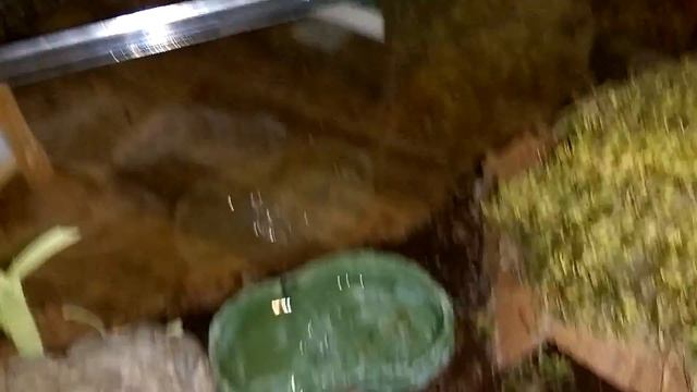 A. Geniculata Care And Feeding Video. Brazilian Giant White Knee