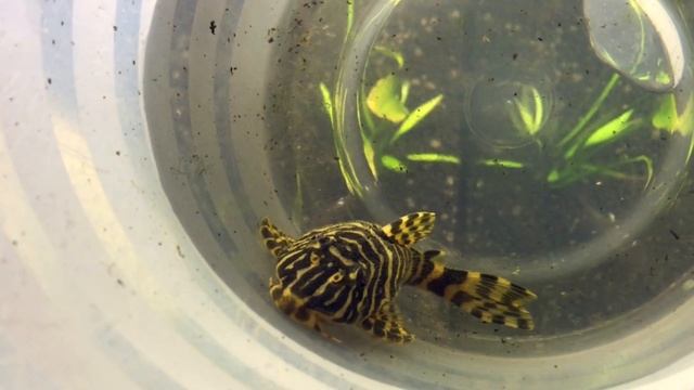 HD - L134 Leopard Frog Pleco (Peckoltia Compta)