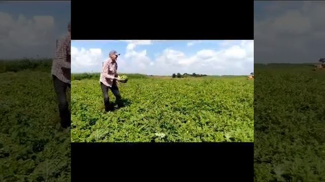 Первый сбор арбузов 2021