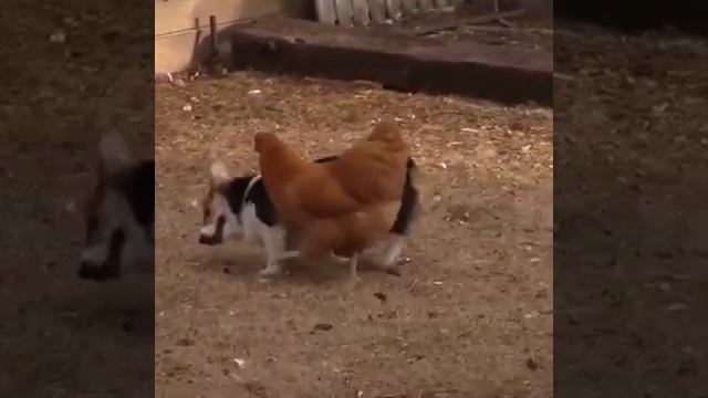 Животные тоже умеют дружить